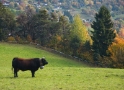 Bull, Montana-Crans Switzerland